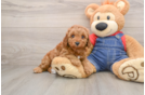 Poodle Pup Being Cute