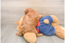 Best Poodle Baby