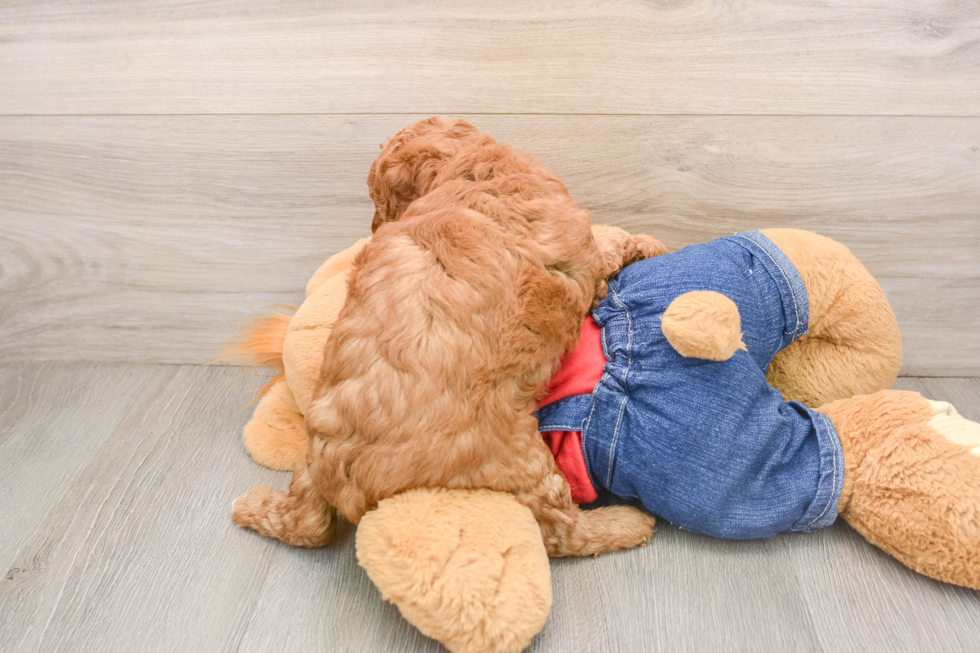 Best Poodle Baby