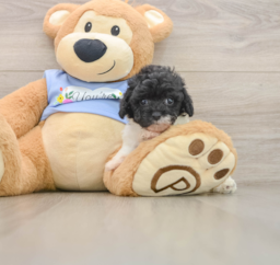 6 week old Poodle Puppy For Sale - Florida Fur Babies