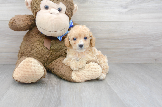 30 week old Poodle Puppy For Sale - Florida Fur Babies
