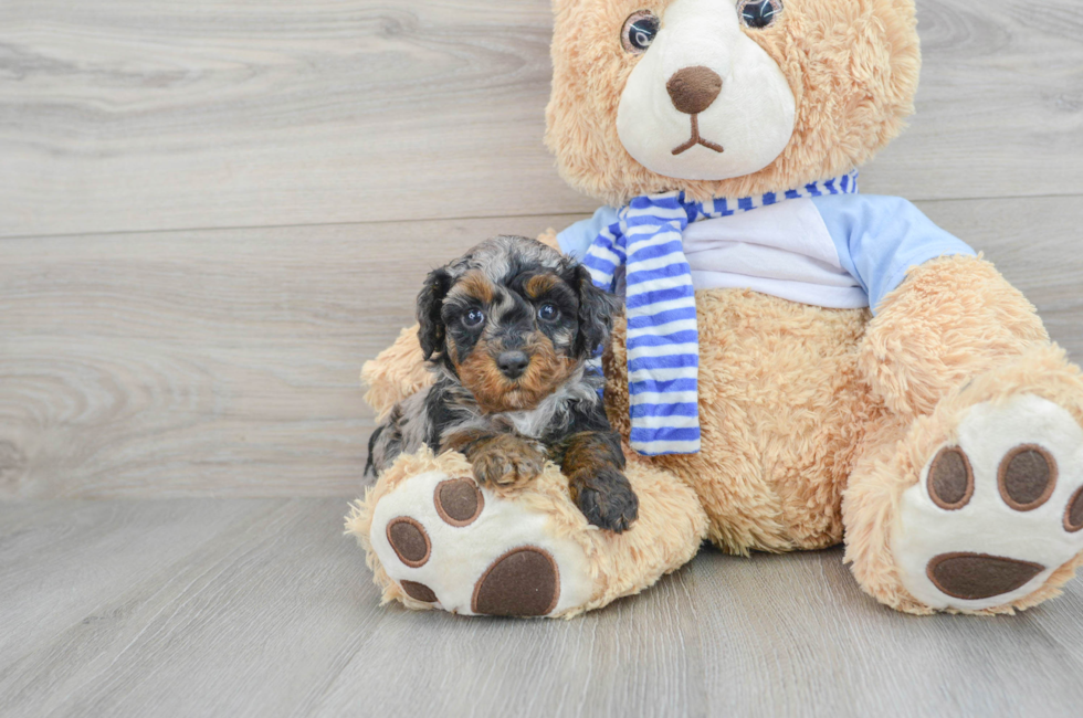 5 week old Poodle Puppy For Sale - Florida Fur Babies