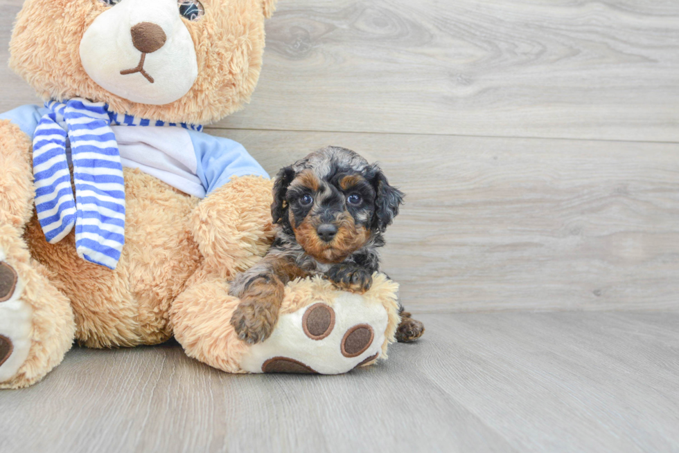 Playful Poodle Purebred Pup