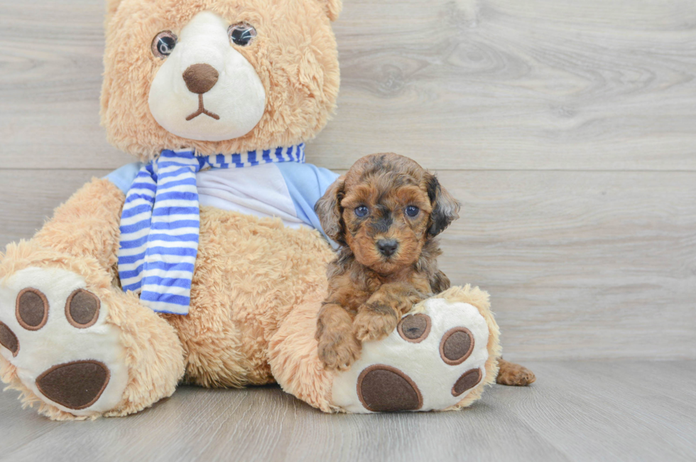 5 week old Poodle Puppy For Sale - Florida Fur Babies