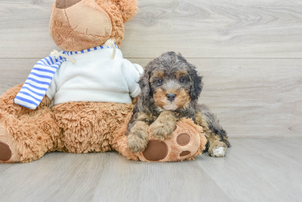 Popular Poodle Baby