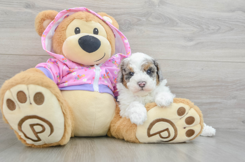 5 week old Poodle Puppy For Sale - Florida Fur Babies