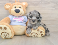7 week old Poodle Puppy For Sale - Florida Fur Babies