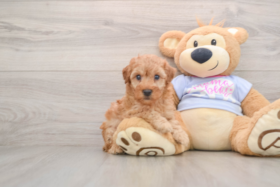 Akc Registered Poodle Purebred Pup