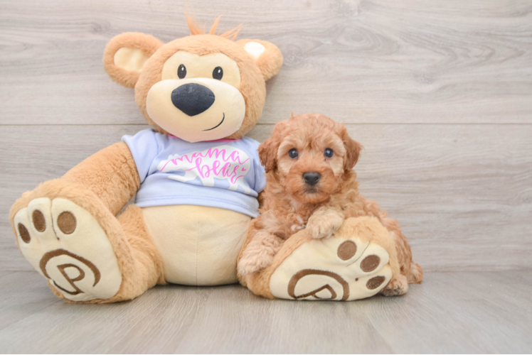 Friendly Poodle Baby