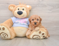 6 week old Poodle Puppy For Sale - Florida Fur Babies