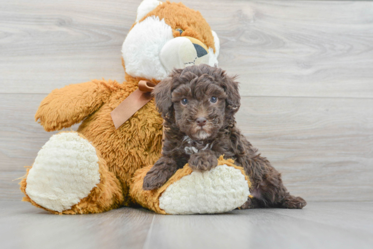 Fuzzy Puppy Toy Poodle