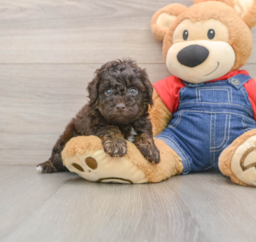 7 week old Poodle Puppy For Sale - Florida Fur Babies