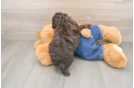 Funny Poodle Baby