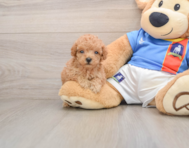 9 week old Poodle Puppy For Sale - Florida Fur Babies