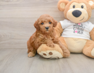 8 week old Poodle Puppy For Sale - Florida Fur Babies