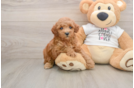 Poodle Puppy for Adoption