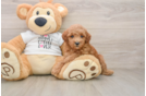 Friendly Poodle Purebred Pup