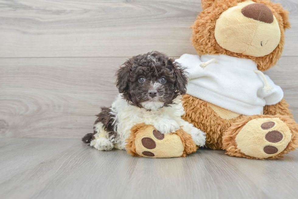 Little Poodle Baby
