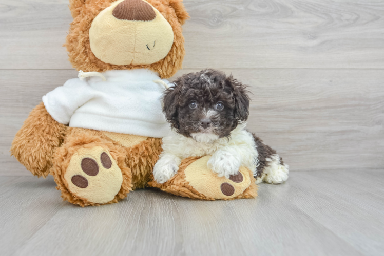 Poodle Pup Being Cute