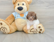 7 week old Poodle Puppy For Sale - Florida Fur Babies