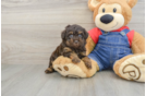 Poodle Pup Being Cute