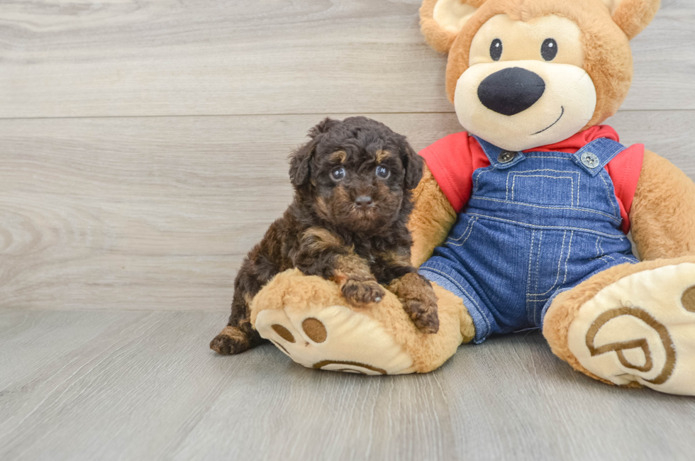 5 week old Poodle Puppy For Sale - Florida Fur Babies