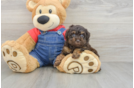 Small Poodle Baby