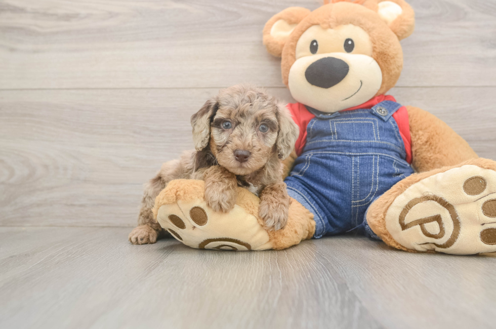 5 week old Poodle Puppy For Sale - Florida Fur Babies