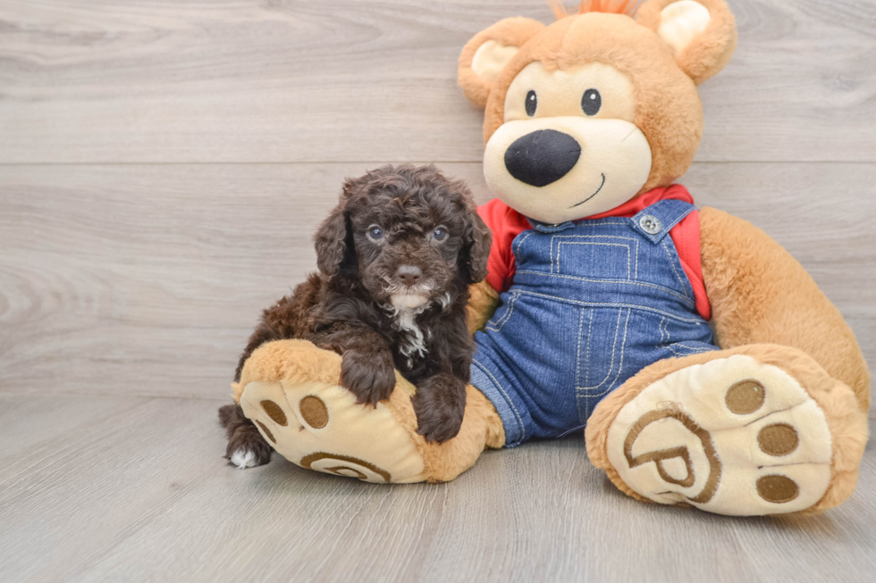 Poodle Puppy for Adoption