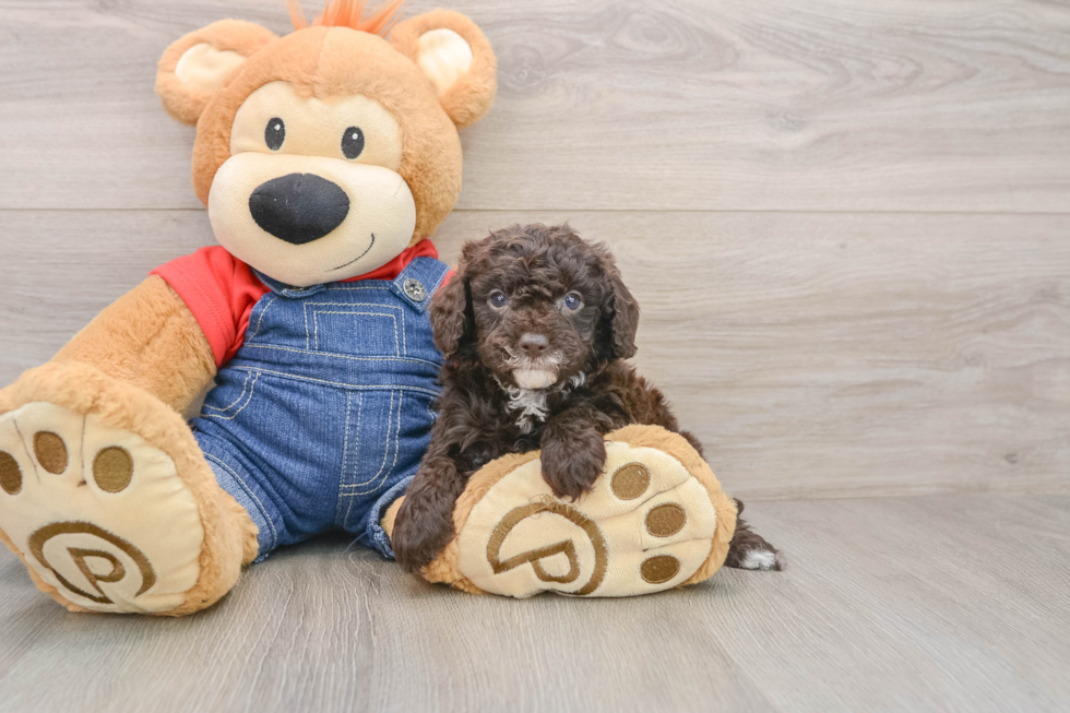 Hypoallergenic Poodle Purebred Pup