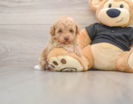7 week old Poodle Puppy For Sale - Florida Fur Babies