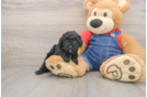 Hypoallergenic Poodle Purebred Pup