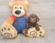 8 week old Poodle Puppy For Sale - Florida Fur Babies