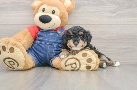 Poodle Puppy for Adoption