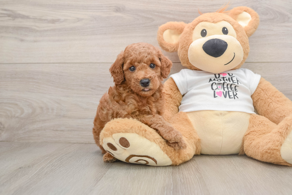 Hypoallergenic Poodle Baby