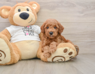 7 week old Poodle Puppy For Sale - Florida Fur Babies