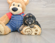 7 week old Poodle Puppy For Sale - Florida Fur Babies