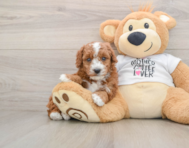 6 week old Poodle Puppy For Sale - Florida Fur Babies