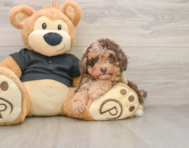 7 week old Poodle Puppy For Sale - Florida Fur Babies