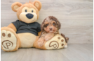 Poodle Puppy for Adoption
