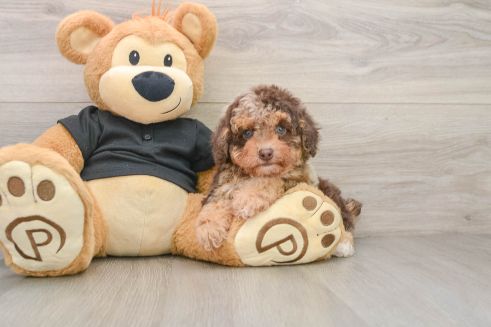 Poodle Puppy for Adoption