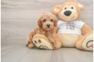 Poodle Puppy for Adoption