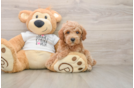 Sweet Caniche Purebred Puppy