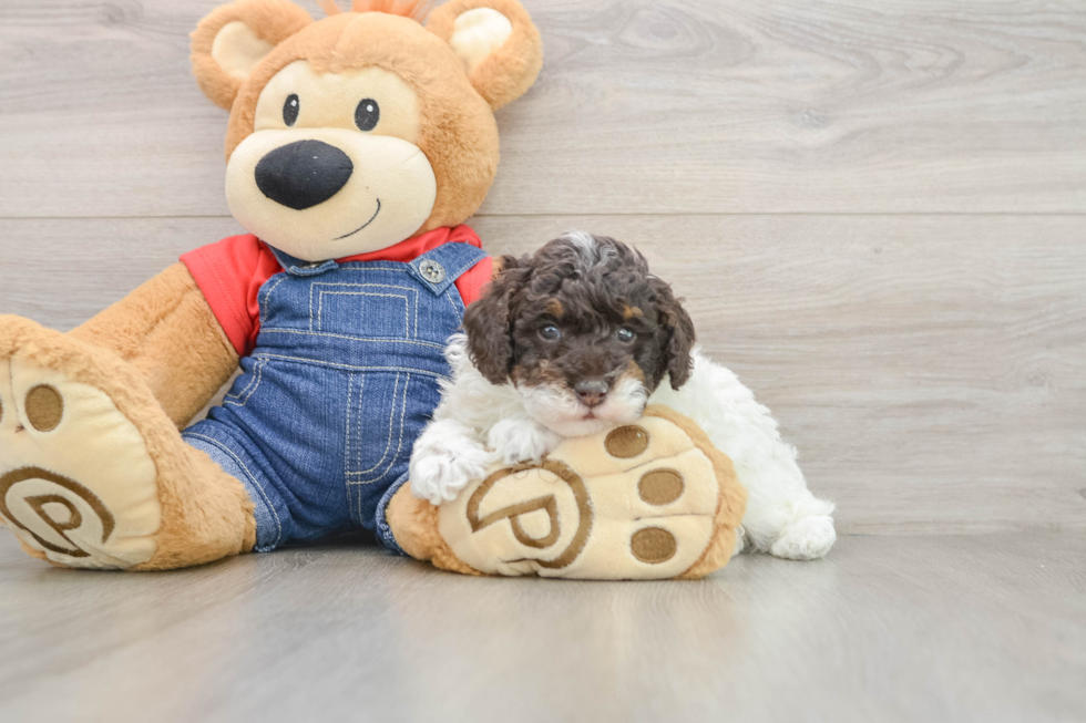 Little Poodle Purebred Pup