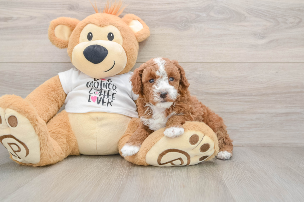 Poodle Puppy for Adoption