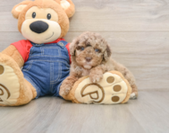 7 week old Poodle Puppy For Sale - Florida Fur Babies