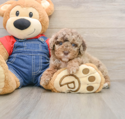 7 week old Poodle Puppy For Sale - Florida Fur Babies
