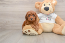 Best Poodle Baby