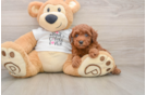 Adorable Pudle Purebred Puppy