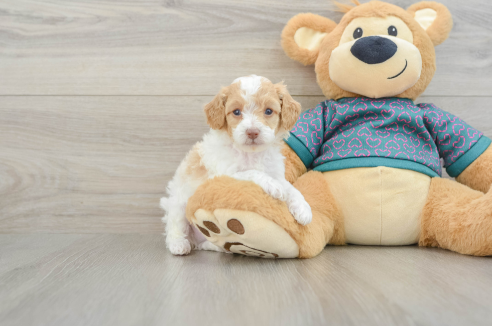 5 week old Poodle Puppy For Sale - Florida Fur Babies